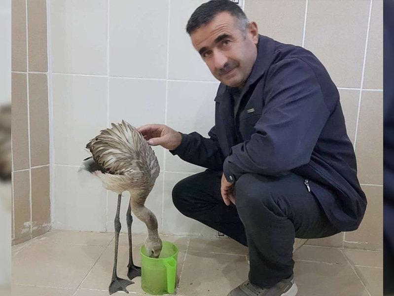 Hakkari'de bulunan yaralı flamingo tedavi altına alındı
