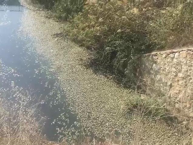 Bursa'da, deredeki yüzlerce balık öldü, köylüler tedirgin