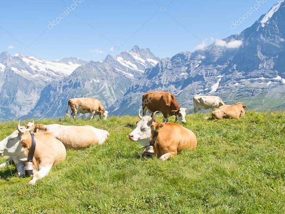 İsviçre'de yeni moda Vegan Süt
