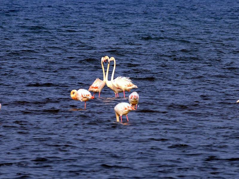 Flamingolar, İzmit Körfezi'ni renklendirdi