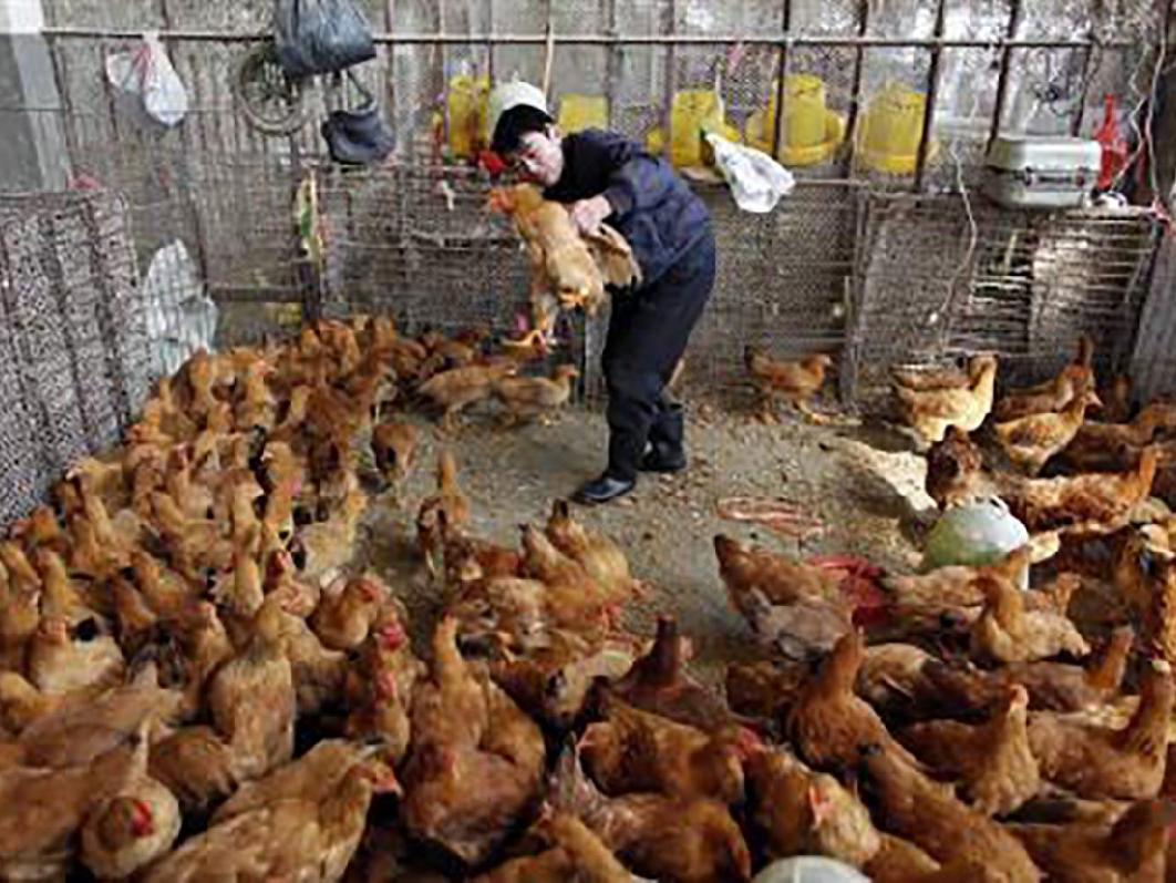Corona virüsü bitmeden... Japonya ve Hollanda'da kuş gribi salgını: Binlerce tavuk itlaf edilecek