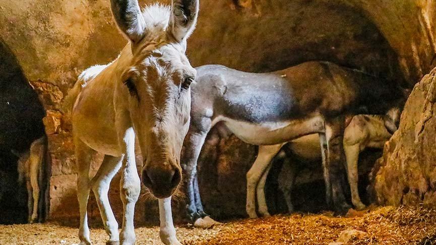 Mardin'in bütün çöpü onların sırtında