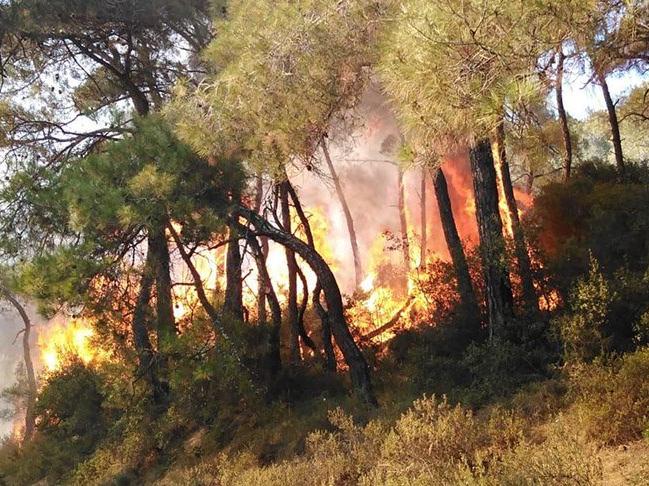 İstanbul'daki orman yangınlarının tamamı insan kaynaklı