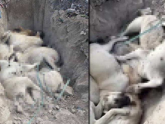 Konya’da tüyler ürperten iddia: Köpekleri canlı canlı toprağa gömdüler