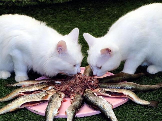 Ziyaretçisi azalan Van kedileri, inci kefaliyle besleniyor