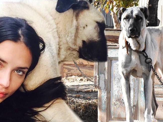 Sivas'tan Adriana Lima'ya: Yeni bir Kangal köpeğini kendisine hediye gönderebiliriz