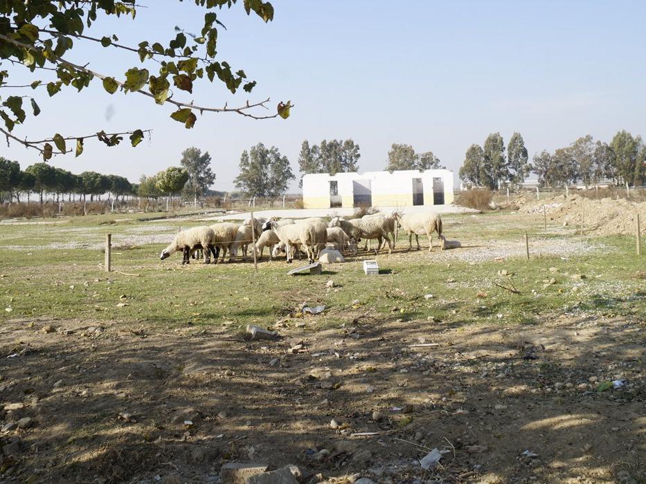 Rehabilitasyon merkezi inşa edilecekti, koyun otlatma yeri oldu