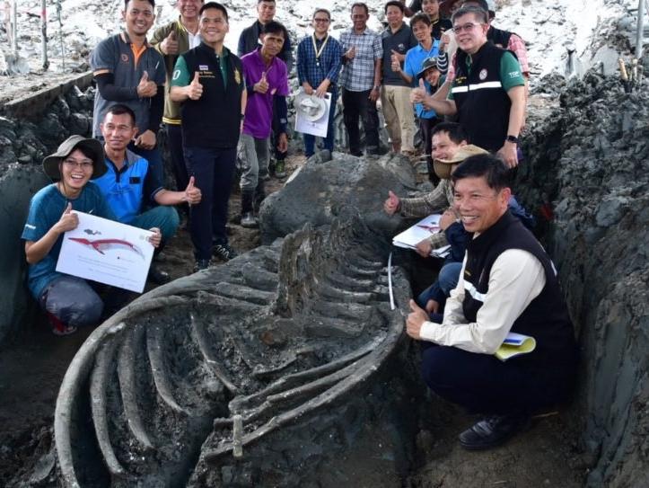 Tayland'da 5 bin yıllık balina fosili bulundu