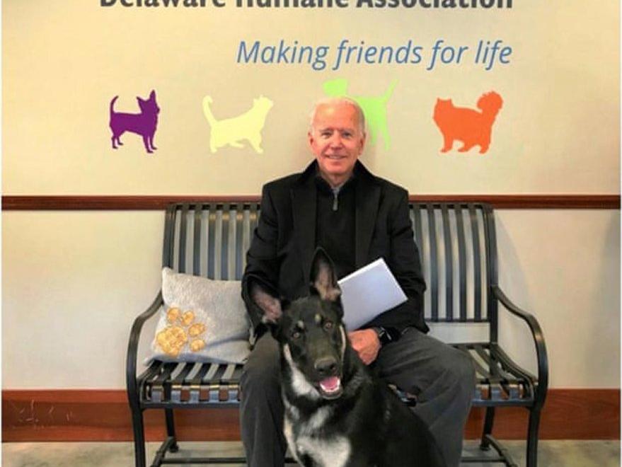 Joe Biden köpeğiyle oynarken düştü: Bileğini çatlattı - Sözcü Gazetesi