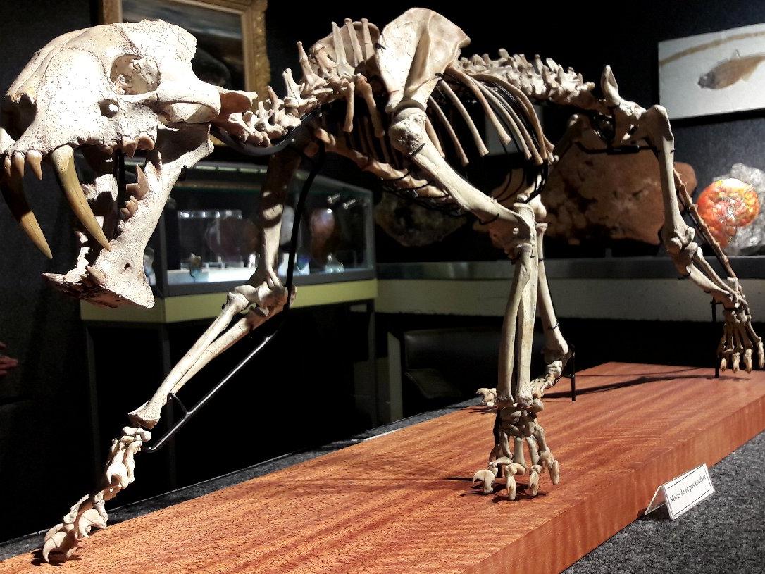 40 milyon yaşındaki iskelet açık artırmada