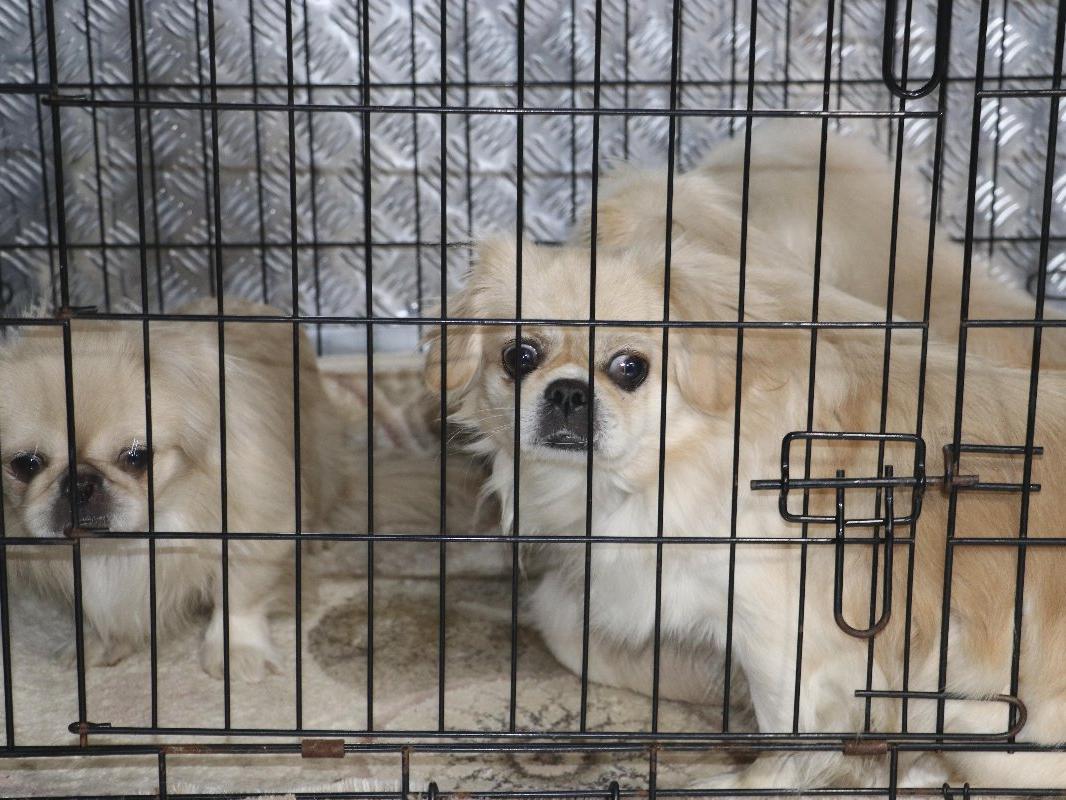 Ankara'da ikinci köpek operasyonu: Havlamasınlar diye ses tellerini kesmişler