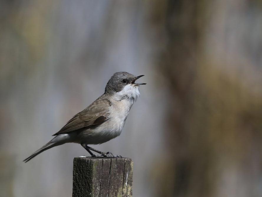 Düşük maaş zammı alanlara neden kuş sesi dinlemeleri tavsiye ediliyor?