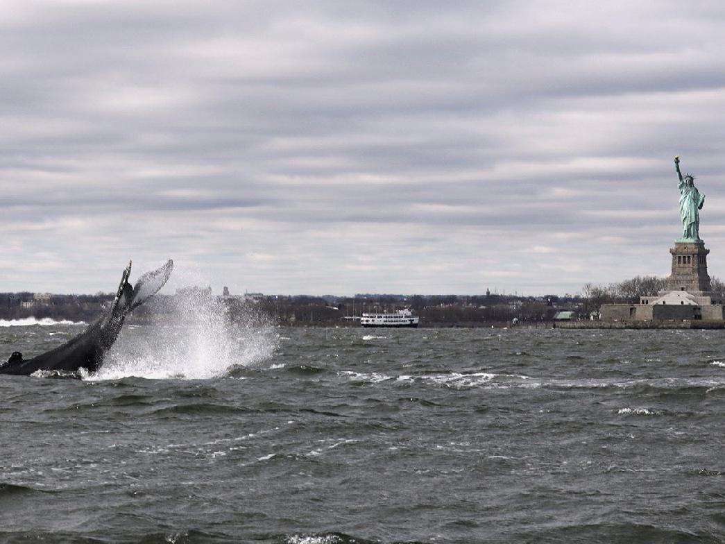 Hudson Nehri'nde yıllar sonra balina görüldü