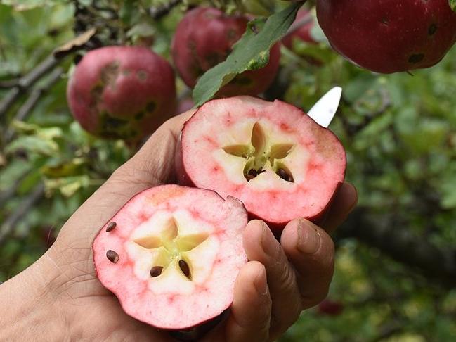 Hem dışı hem içi kırmızı... Badele elmasına talep artıyor