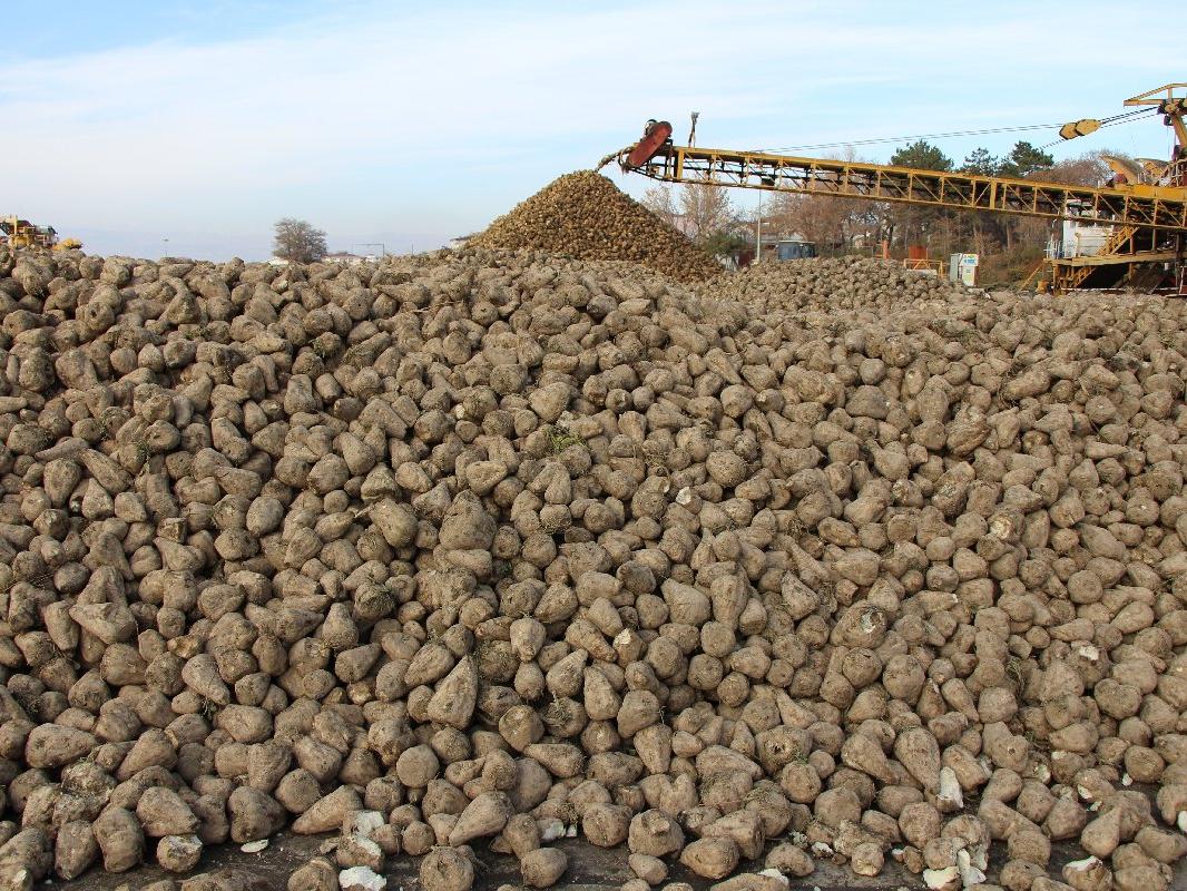 Pancar dağları ‘şeker’ olmayı bekliyor