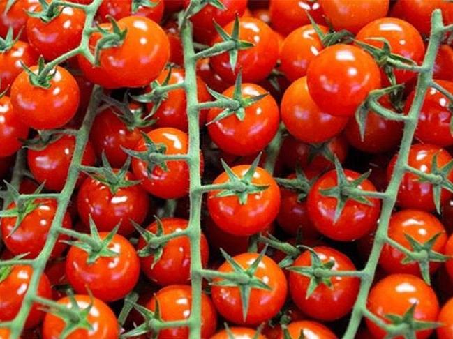 Rusya'ya domates ihracatında kota artabilir