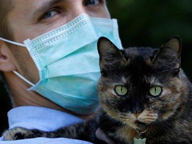 Kedi virüs bulaştırır mı?