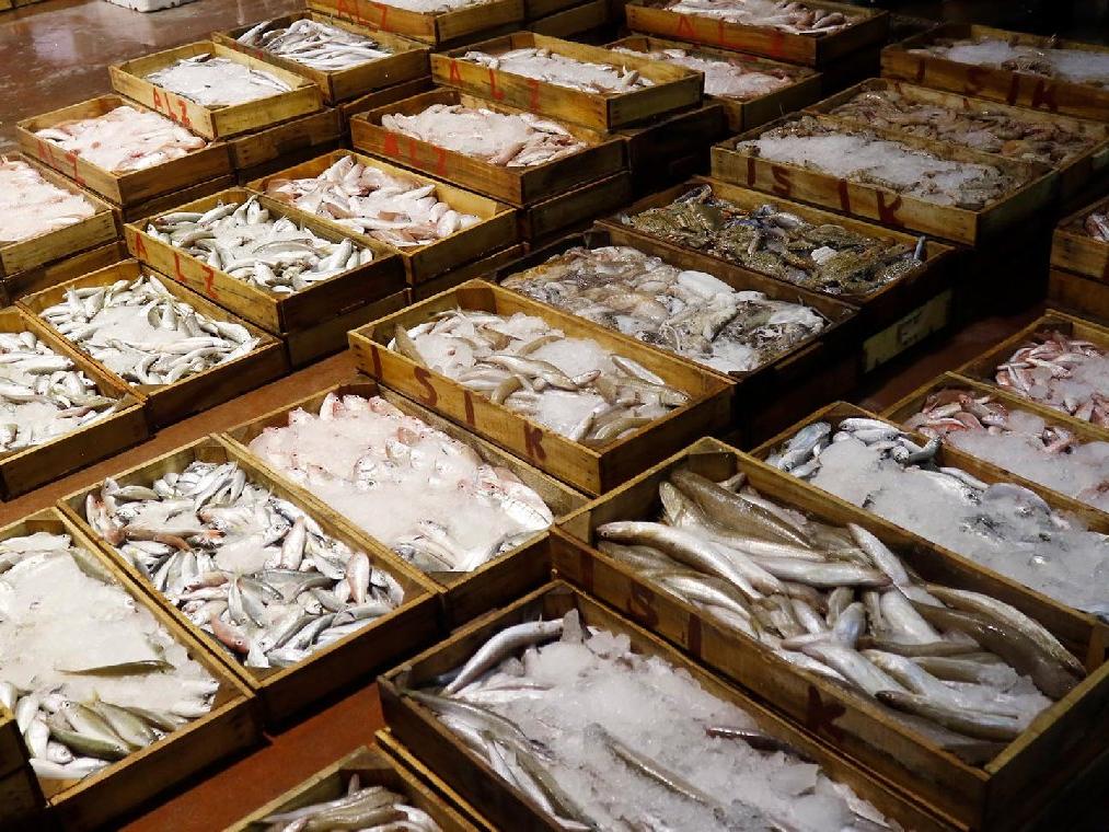 FAO: Akdeniz ve Karadeniz'deki avcılığın 230 bin tonu ıskarta
