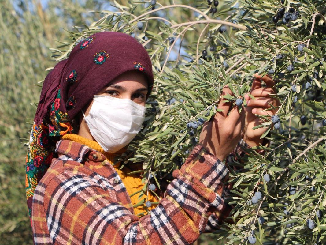 Şırnak'ta dikti, ağaç başı 15 kilo ürün bekliyor