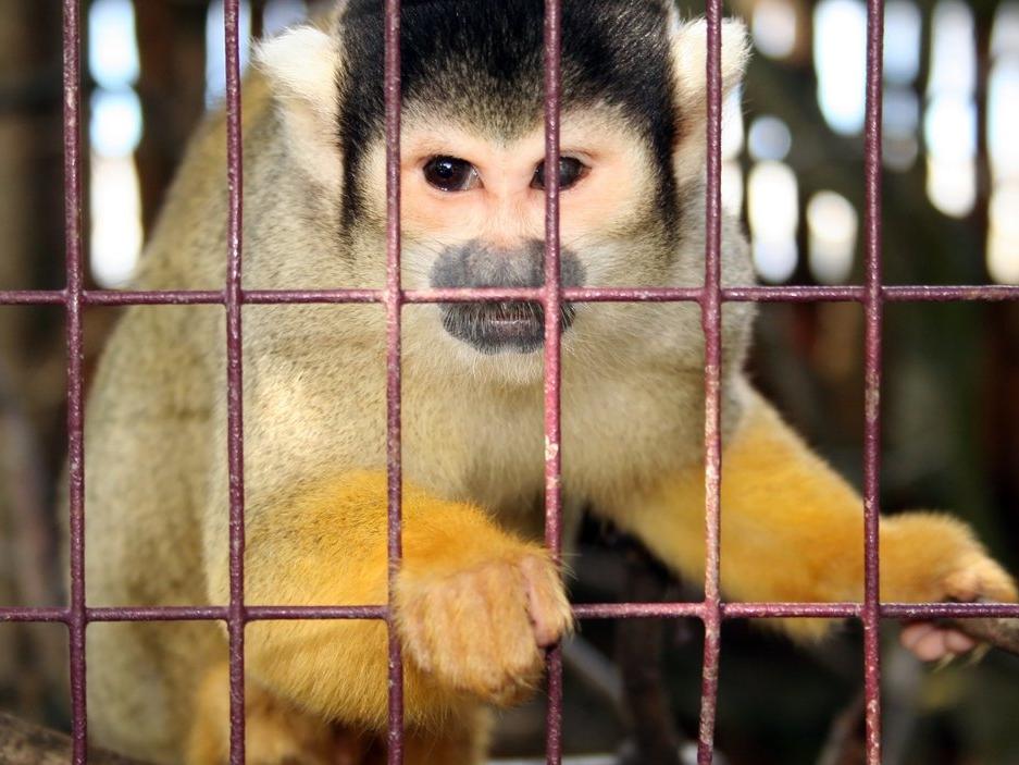 NASA'nın bir günde 27 maymunun yaşamına son verdiği ortaya çıktı