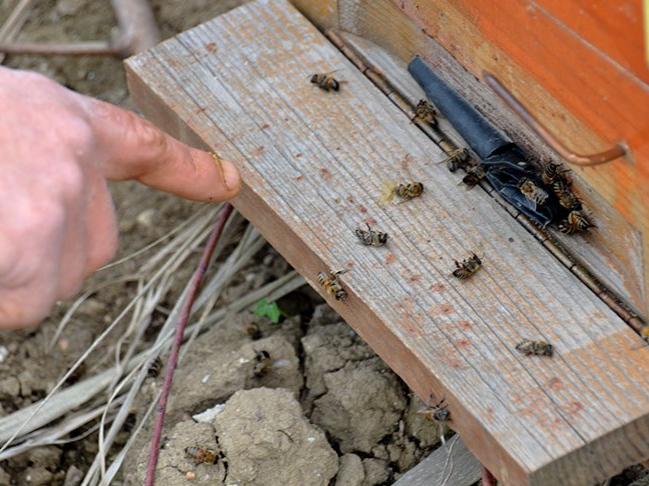 Nehir kıyısındaki kovanlarda binlerce arı öldü