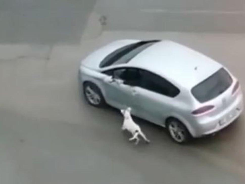 Köpeğini tasmasından tutup otomobilden sürükleyerek gezdirdi