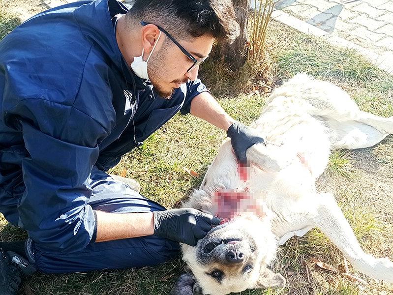Yaralı halde bulunan köpek sokak ortasında ameliyat edildi
