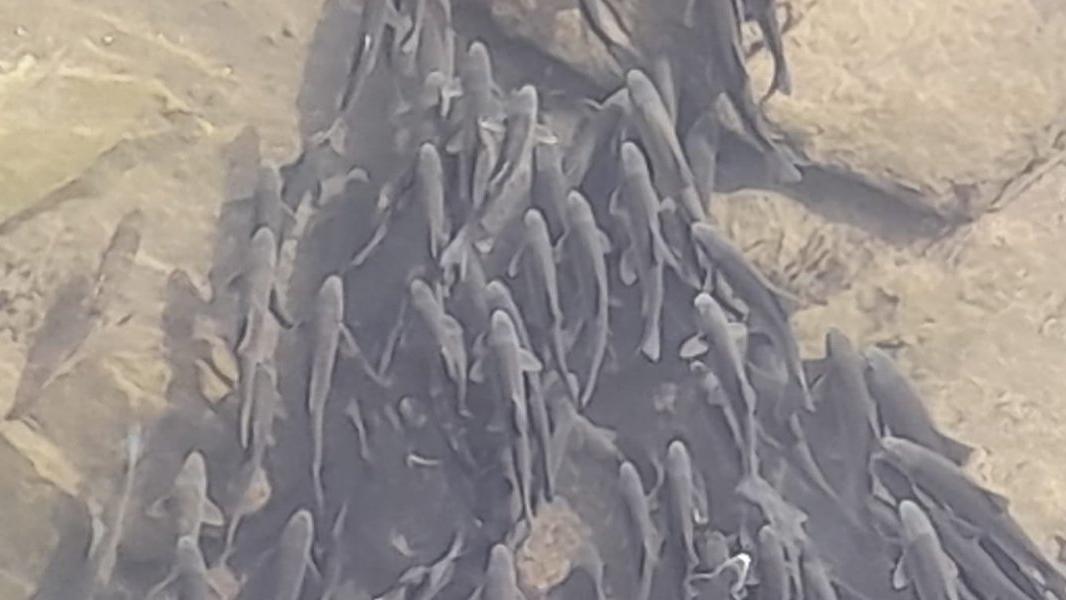 Debisi düşen Kızılırmak'ta binlerce balık yaşamaya çalışıyor