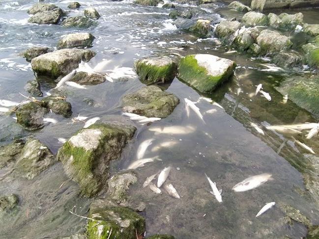 Tarsus'ta korkutan balık ölümleri! İnceleme başlatıldı