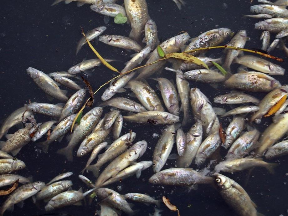 Binlerce balığın ölümüyle ilgili 4 tesise ceza