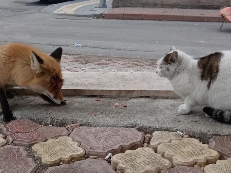 Tilkiyi sokak kedileriyle birlikte besliyorlar