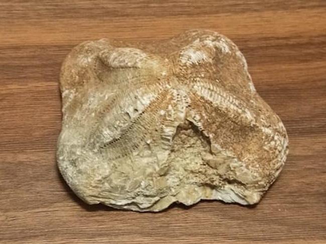 Çanakkale'de 2 milyon yaşındaki denizyıldızı fosili ele geçirildi