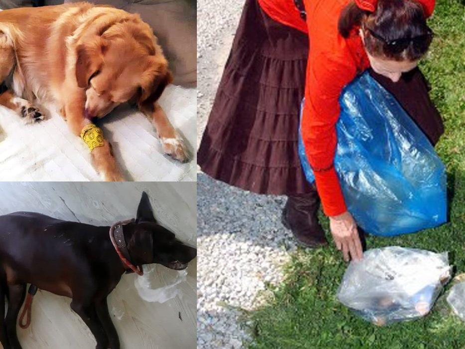 Bodrum’da 6 köpeği zehirli balık ile öldürdüler