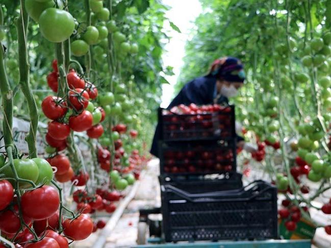 Eksi 40 derecede salkım salkım domates üretiyorlar