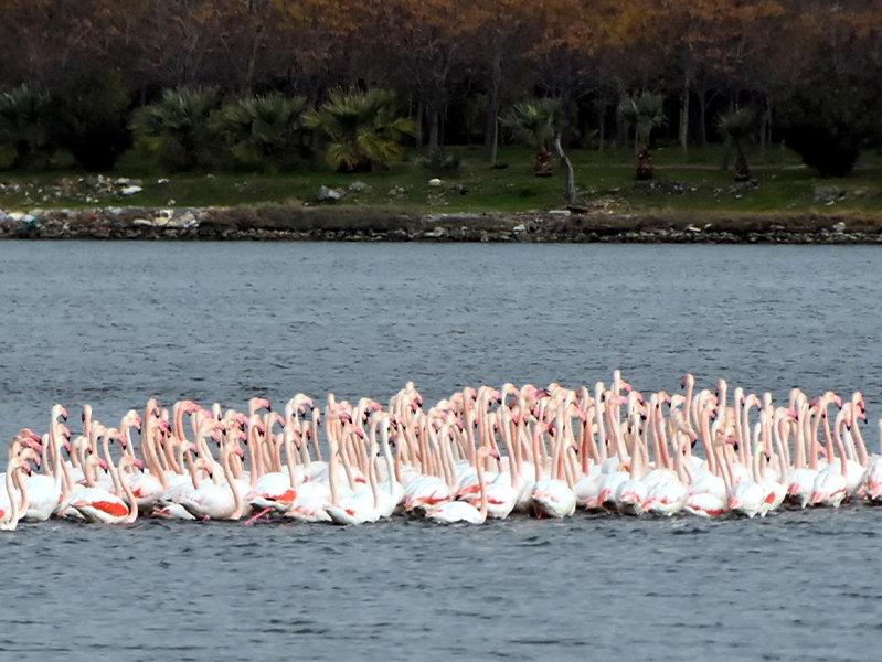 İnciraltı'ndaki flamingolar renkli görüntüler oluşturuyor