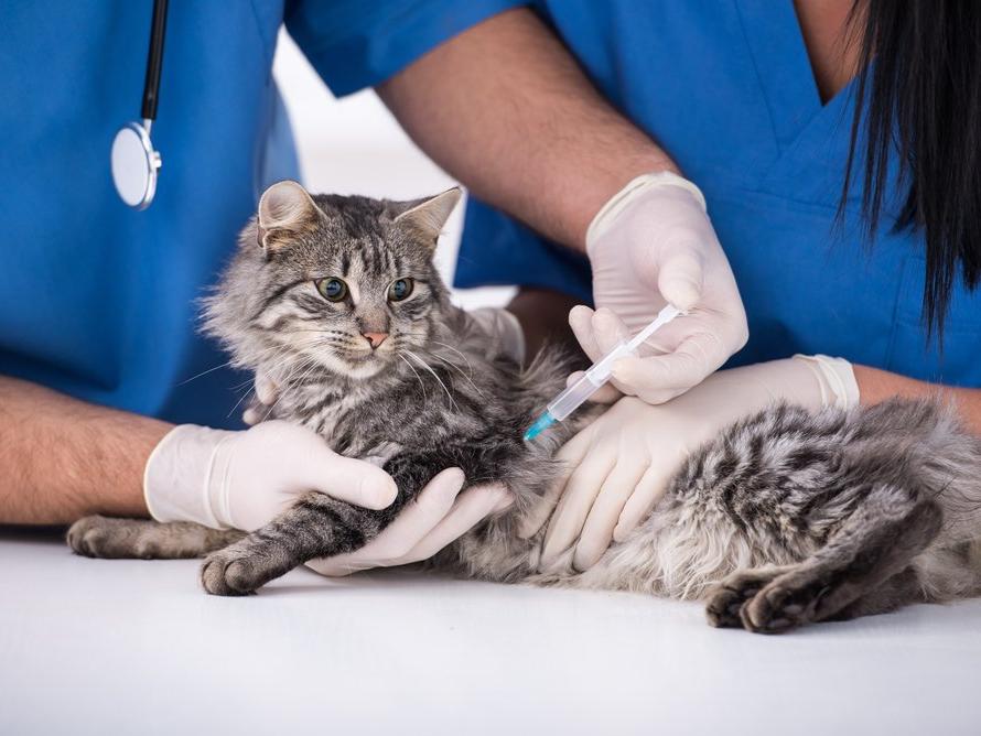 Uzmanlardan uyarı: Evcil hayvanlara da aşı yapılmalı
