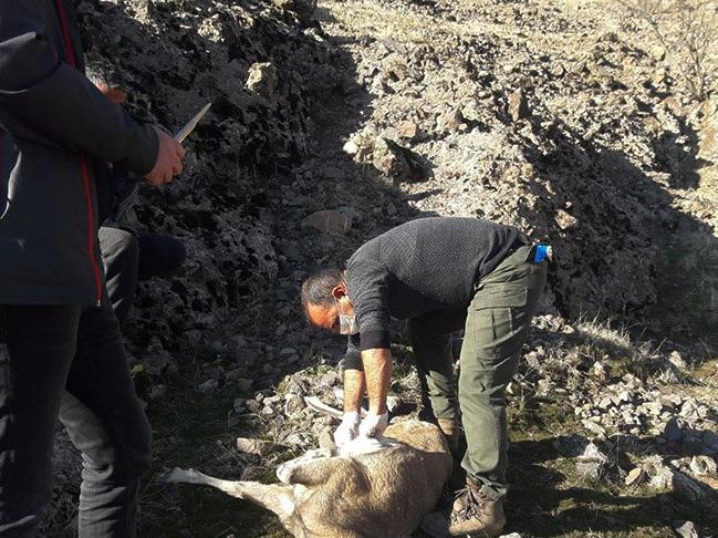 Nesli tükenmekte olan 7 yaban keçisi ölü bulundu
