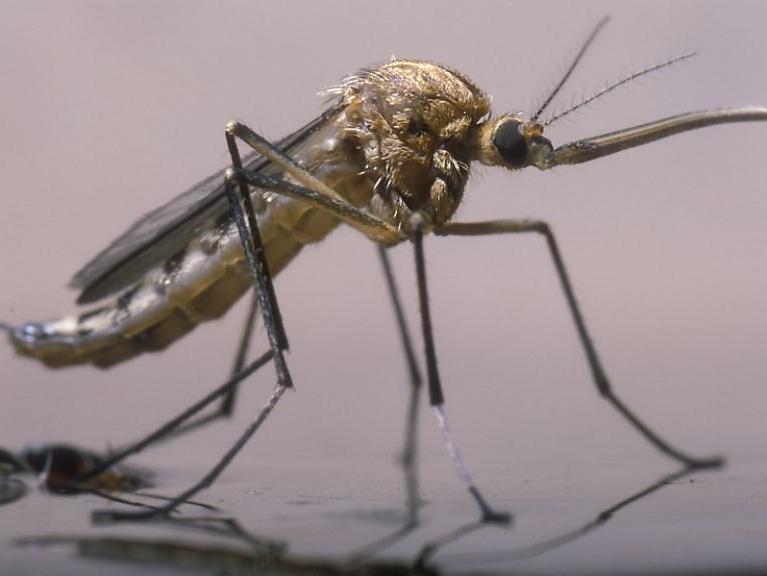 Yeni bir sıtma sineği keşfedildi: Kıtada panik