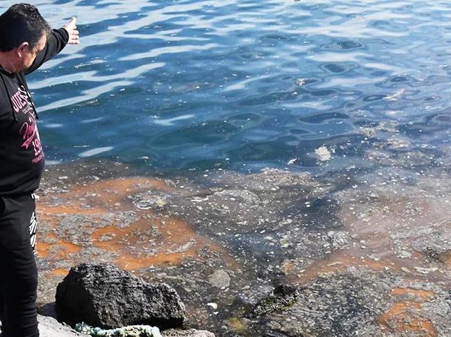 Marmara'daki deniz salyasının nedeni: Kirlilik ve deniz suyu sıcaklığı