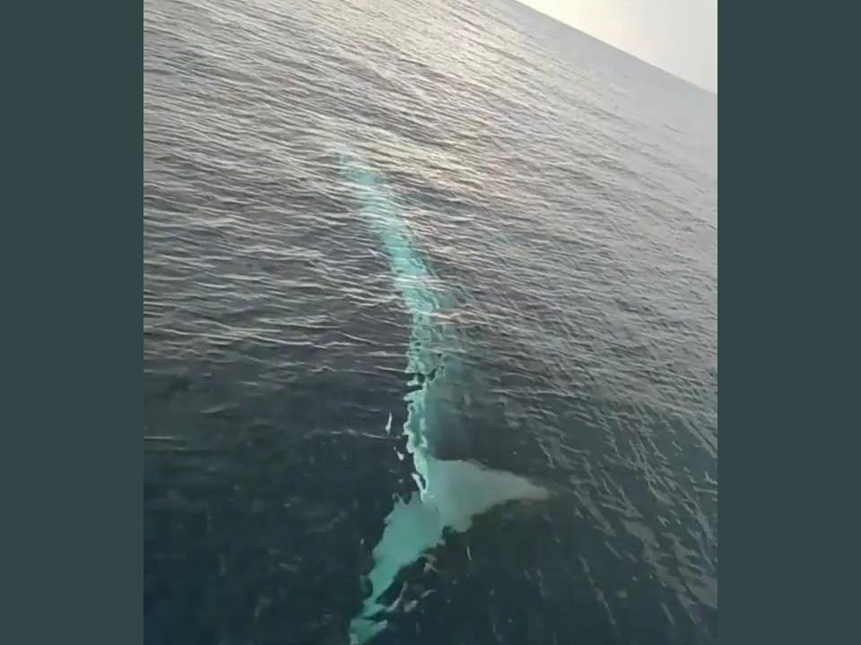 Adana'da 15 metrelik oluklu balina