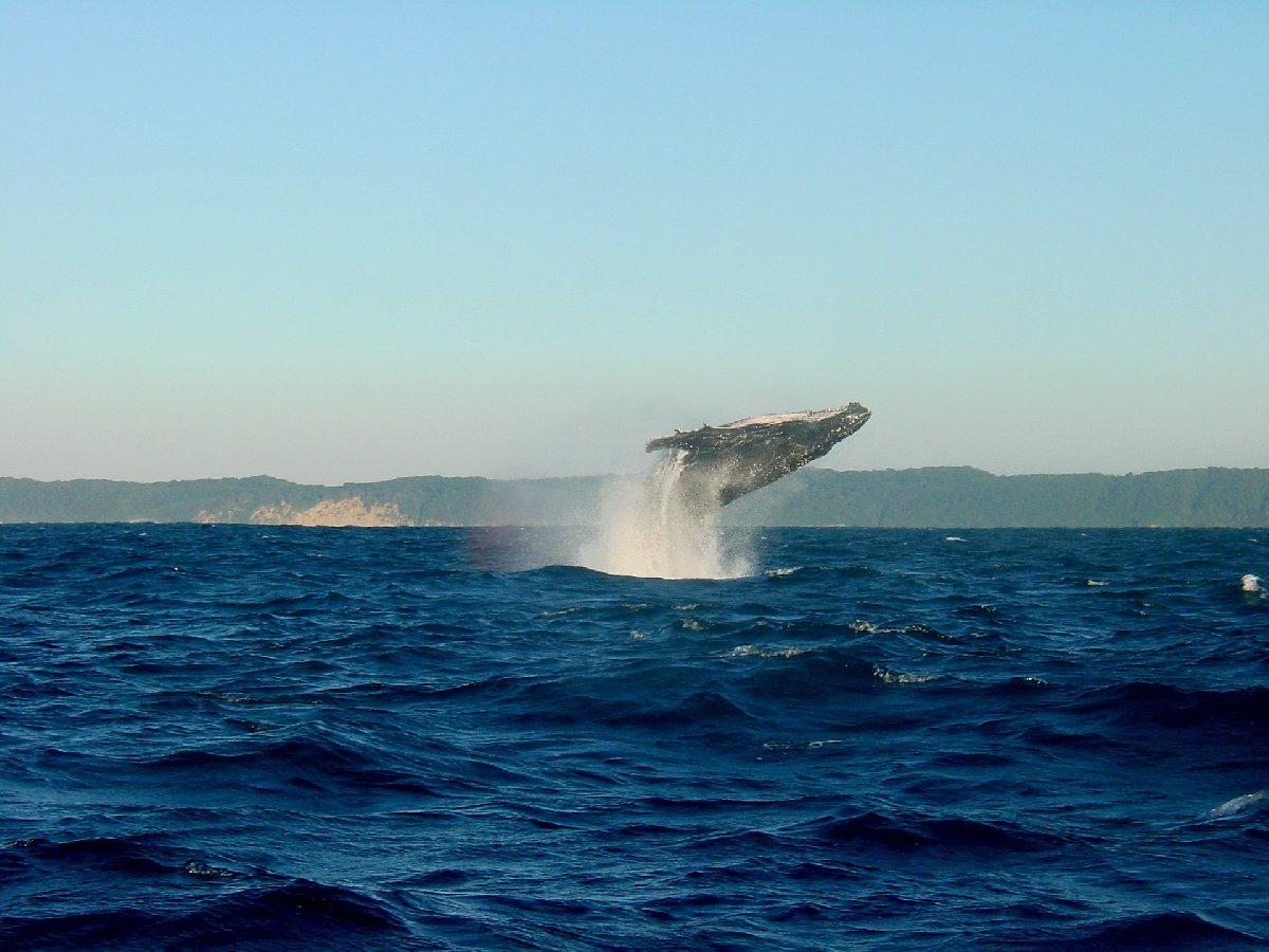 Fin balinasının söylediği şarkılar okyanus tabanını haritalamada kullanılabilir