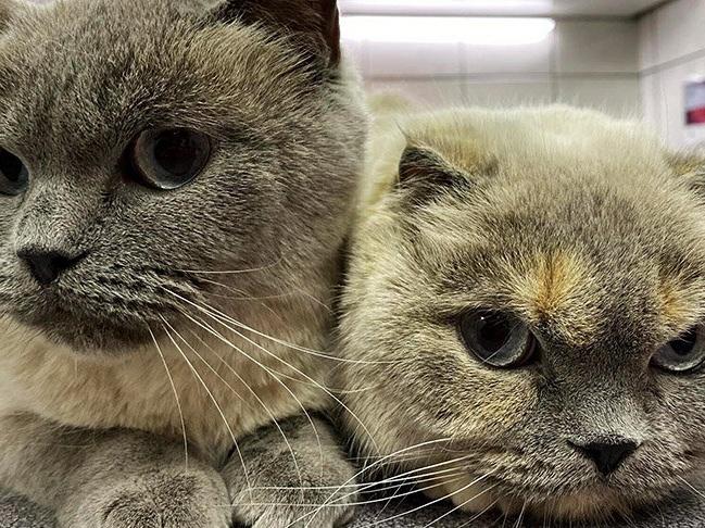 Pandemi kedilerin psikolojisini bozdu: Sakinleştirici kullanıyorlar