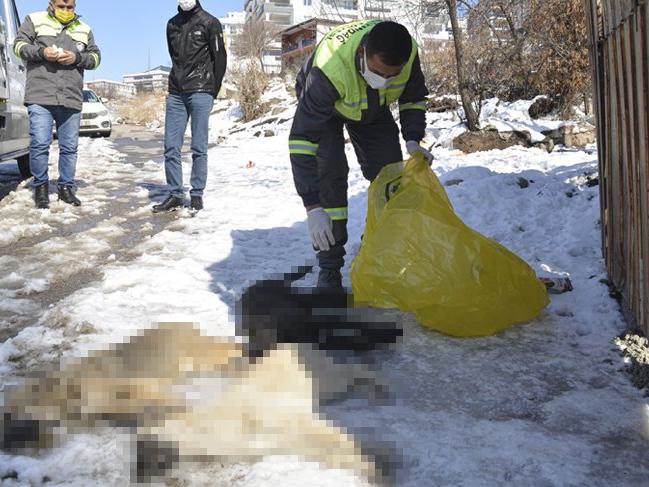 Ankara'da 3 yavru köpek yol kenarında ölü bulundu