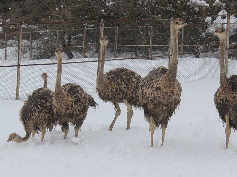 Yavru deve kuşlarının kar yeme yarışı