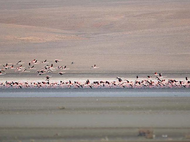 Havalar soğuyunca flamingolar tekrar göç etti