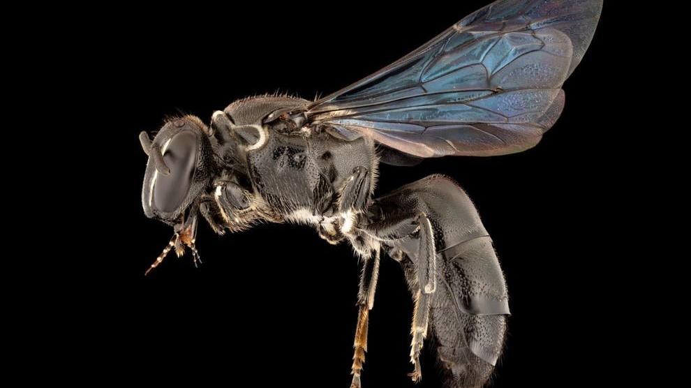 Bilim insanları şaştı: 1923'ten beri ilk kez görüldü