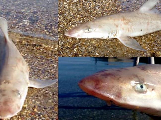 Bodrum'da sahile ölü köpek balığı vurdu