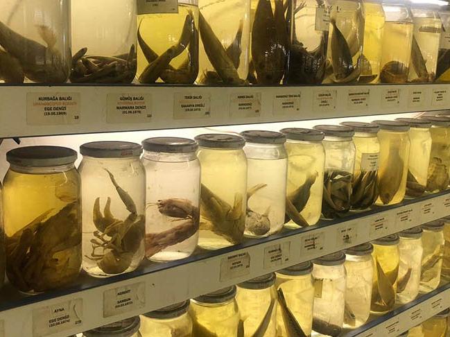 İstanbul'un gizli kalmış müzesi: 52 yıl önce tutulmuş balık bile var