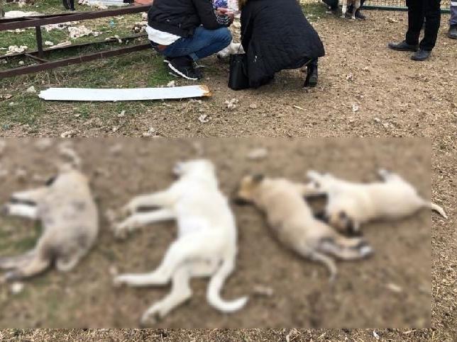 Ankara'da zehirlenen 8 köpekten 4'ü öldü