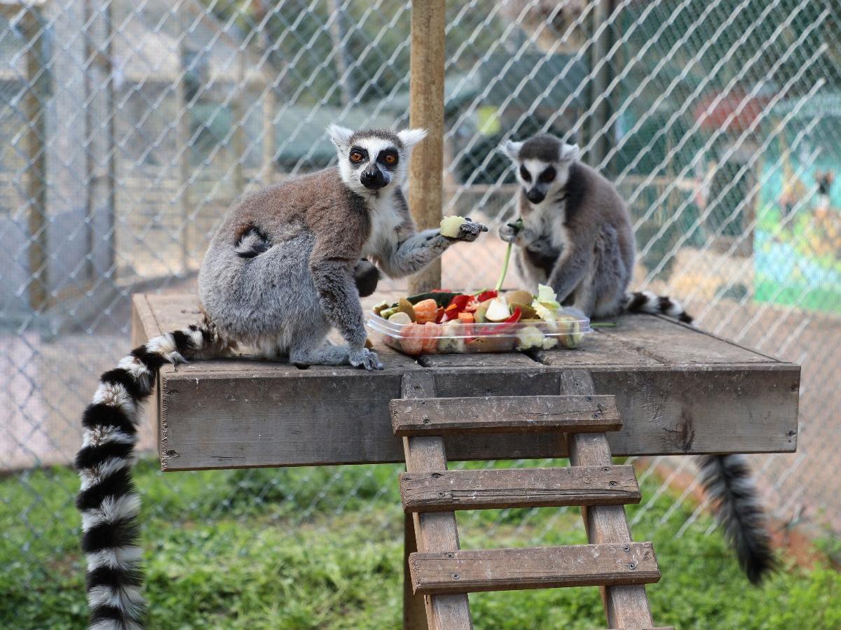 Antalya Hayvanat Bahçesi'nde zebra, kanguru, keçi, tavşan ve lemur doğurdu